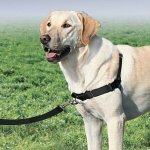 PetSafe Postroj EasyWalk – Hledejceny.cz