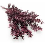 mech-mech.cz Stabilizovaný Ruskus - (Ruscus) - vínový – Zboží Mobilmania