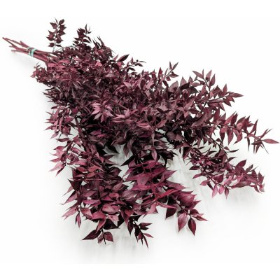 mech-mech.cz Stabilizovaný Ruskus - (Ruscus) - vínový – Zboží Mobilmania