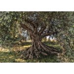 Komar 8-531 Fototapeta olivový strom 8 dílná Olive Tree rozměry 368 x 254 cm – Hledejceny.cz