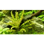 Pogostemon helferi Tropica – Zboží Mobilmania