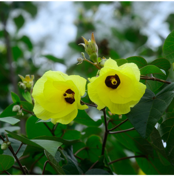 Ibišek lípovitý - Hibiscus tiliaceus - semena ibišku - 10 ks