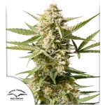 Dutch Passion AUTO Cinderella Jack semena neobsahují THC 3 ks – Zboží Dáma