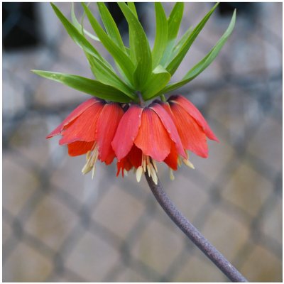 Řebčík královský červený - Fritillaria imperialis rubra - prodej cibulovin - 1 ks – Zboží Mobilmania