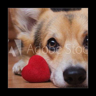 Obraz 1D - 50 x 50 cm - A dog with a red heart. Valentine`s Day. Pes s červeným srdcem. Den svatého Valentýna.