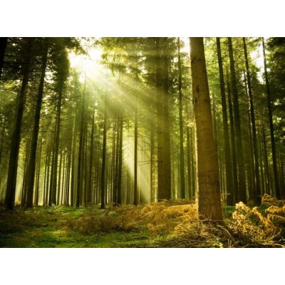 WEBLUX 10017097 Fototapeta vliesová Pine forest with the last of the sun shining through the trees. Borový les s posledním sluncem které září stromy. rozměry 270 x 200 cm