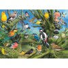 Puzzle EuroGraphics Ptáci v zahradě 1000 dílků