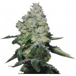 Growers Choice Tropical Cookies semena neobsahují THC 3 ks – Zboží Mobilmania