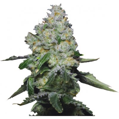 Growers Choice Tropical Cookies semena neobsahují THC 3 ks – Zboží Mobilmania