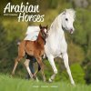 Kalendář Arabian Horses Square Horses Wall 16 Month 2024