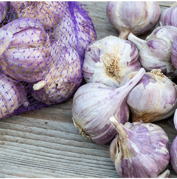 Sadbový česnek Topaz - Allium sativum - paličák - prodej cibulí česneku - 1 balení