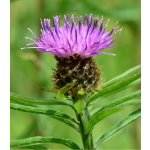 Chrpa Lesser Knapweed - Centaurea nigra - semena - 100 ks – Hledejceny.cz