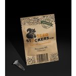 Seedstockers Gelato 41 AUTO semena neobsahují THC 3 ks – Hledejceny.cz