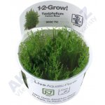 Taxiphyllum alternans - Taiwan moss – Zboží Dáma