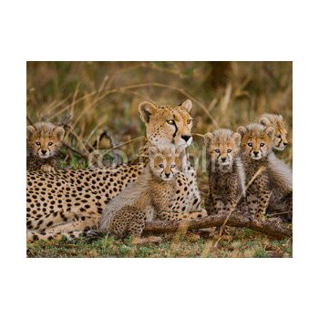 WEBLUX Samolepka fólie Mother cheetah and her cubs in the savannah. Kenya.  Tanzania. Africa. National Park. Serengeti. Maasai Mara. An excellent  illustration. - 100367879, 270 x 200 cm od 1 199 Kč - Heureka.cz