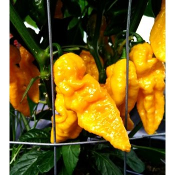 Bhut Jolokia Yellow