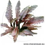 Cryptocoryne spec. Flamingo – Hledejceny.cz