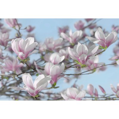 Komar Papírová fototapeta Magnolia rozměry rozměry 368 x 254 cm