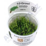 Vesicularia ferriei - Weeping Moss – Zboží Dáma