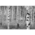 Komar XXL4-023 Vliesová fototapeta na zeď Břízový háj břízy černobílé rozměry 368x248 cm – Zboží Dáma