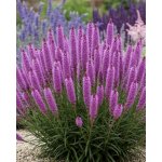Šuškarda 'Liatris spicata' v květináči – Zboží Dáma