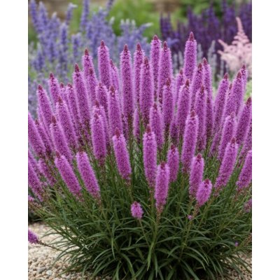 Šuškarda 'Liatris spicata' v květináči – Zboží Dáma