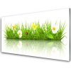Obraz akrylový obraz Tráva Příroda Rostlina 100x50 cm