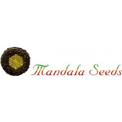 Mandala Seeds Mandala #1 semena neobsahují THC 5 ks