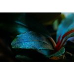 Bucephalandra sordidula Blue – Hledejceny.cz