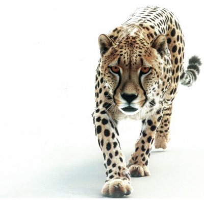 Pohlednice Gepard – Zboží Dáma