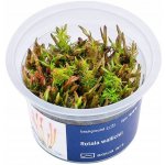 Rotala wallichii - Kolovka Wallichova – Zboží Dáma