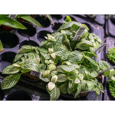 Fittonia White 5,5 cm – Hledejceny.cz