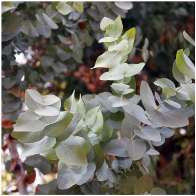 Eukalyptus Silver dollar - Eucalyptus cinerea - semena eukalyptu - 7 ks – HobbyKompas.cz