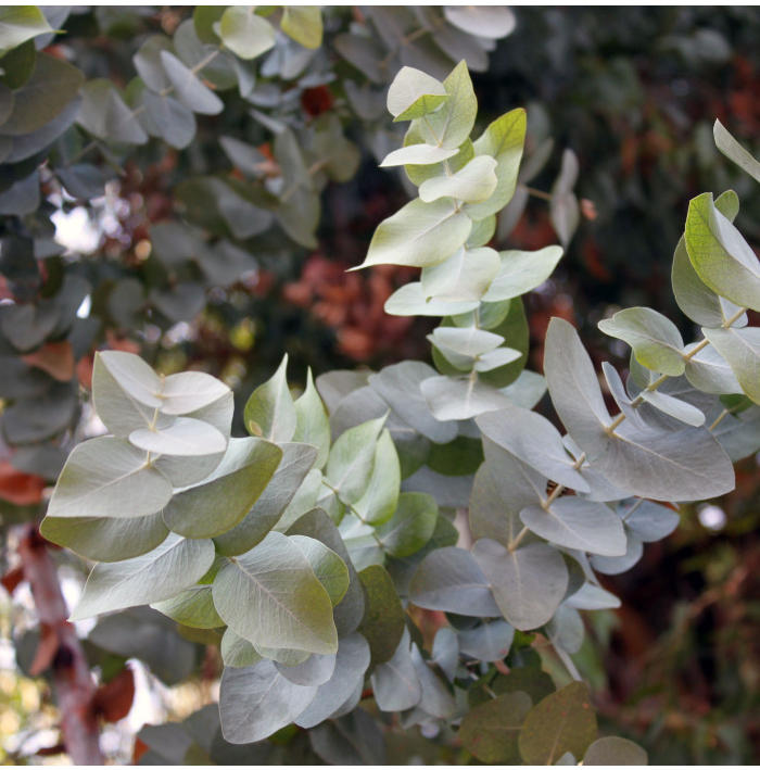 Eukalyptus Silver dollar - Eucalyptus cinerea - semena eukalyptu - 7 ks