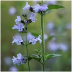Šanta kočičí - Nepeta cataria - semena šanty - 15 ks – HobbyKompas.cz