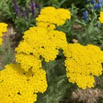 Řebříček tužebníkovitý 'Coronation Gold' 1 ks – Hledejceny.cz