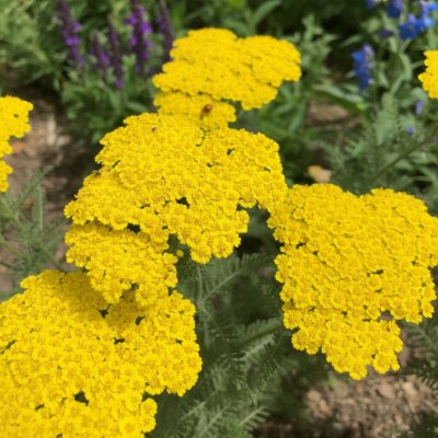 Řebříček tužebníkovitý 'Coronation Gold' 1 ks – Hledejceny.cz