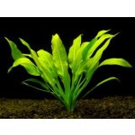 Echinodorus amazonicus - Šípatkovec amazonský – Zboží Dáma