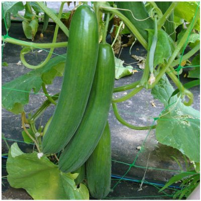 Okurka salátová Saturn F1 - Cucumis sativus - semena okurky - 10 ks – Zboží Mobilmania