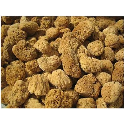 Naturgreen přírodní mycí mořská houba 16-17 cm – Zboží Dáma