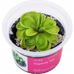 Pinguicula Tina – Zboží Dáma