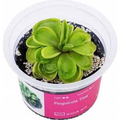 Pinguicula Tina – Zboží Dáma