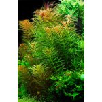 Limnophila aromatica - Bahnatka vonná – Hledejceny.cz