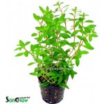 Ludwigia arcuata - Zakulacenka obloukovitá – Zboží Dáma