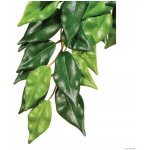 HAGEN Rostlina Ficus velká 70 cm – Zboží Dáma