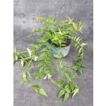 Hoya Bella 12 cm – Zboží Dáma