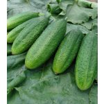 Okurka nakládačka jemnoostná Mira F1 Cucumis sativus semena okurky 35 ks – Zboží Dáma