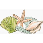 Malování podle čísel MOŘSKE MUŠLE A HVĚZDICE HALEY BUSH – Zboží Dáma