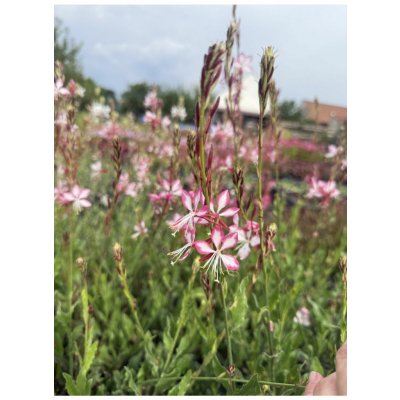 Gaura lindheimeri ROSY JANE - svíčkovec – Hledejceny.cz