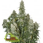 Seedstockers Big Bud AUTO semena neobsahují THC 1 ks – Hledejceny.cz